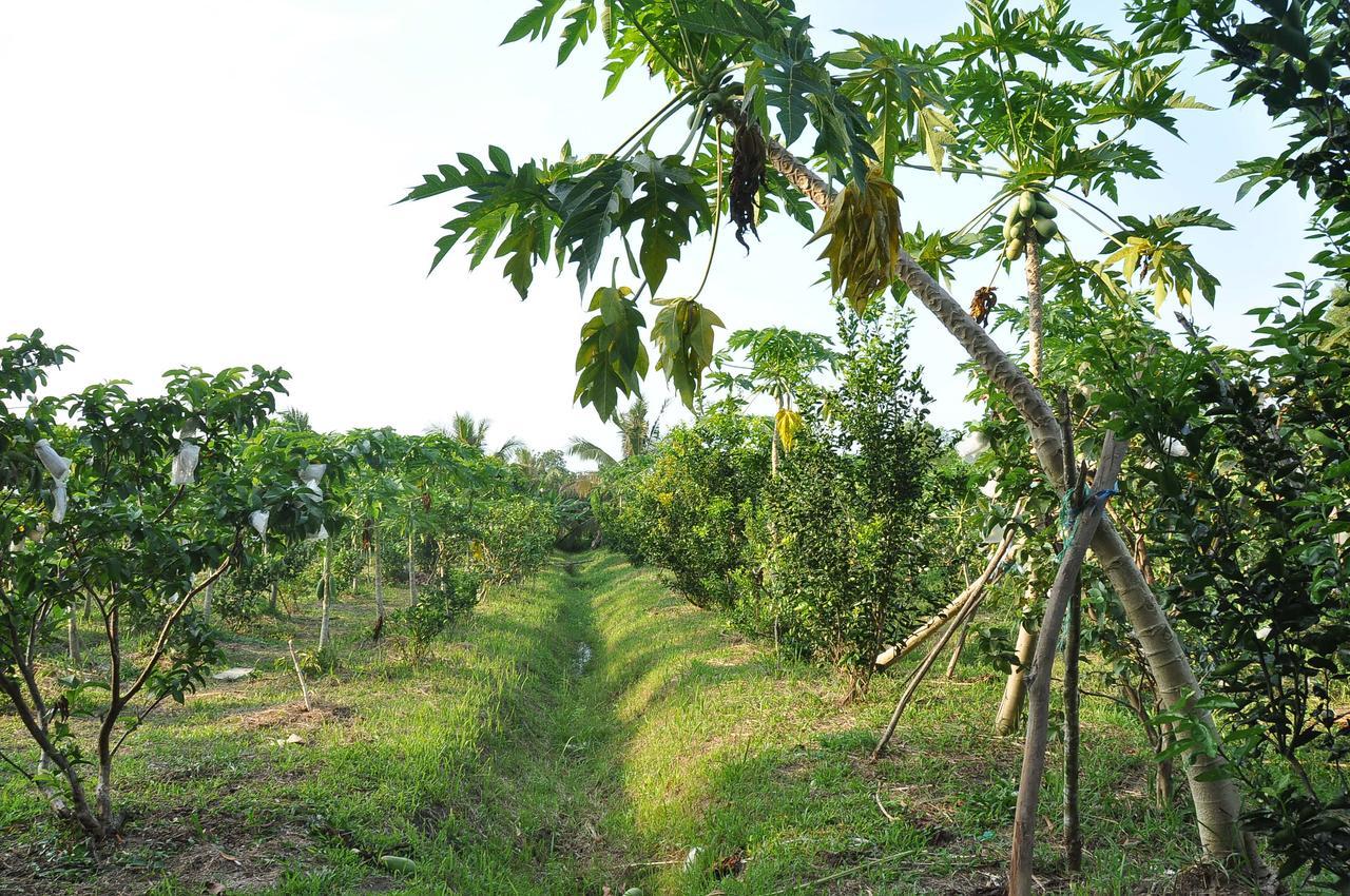 דואונג דונג Orchard Fruit Farm Bungalow מראה חיצוני תמונה