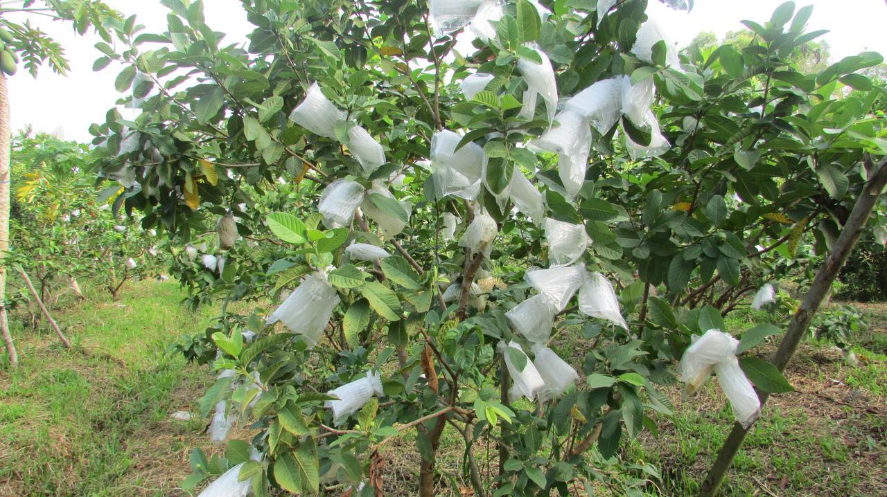 דואונג דונג Orchard Fruit Farm Bungalow מראה חיצוני תמונה