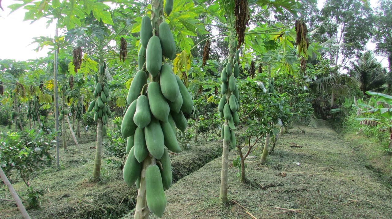 דואונג דונג Orchard Fruit Farm Bungalow מראה חיצוני תמונה