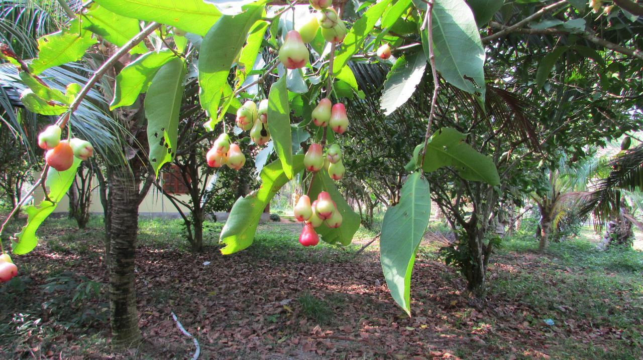 דואונג דונג Orchard Fruit Farm Bungalow מראה חיצוני תמונה