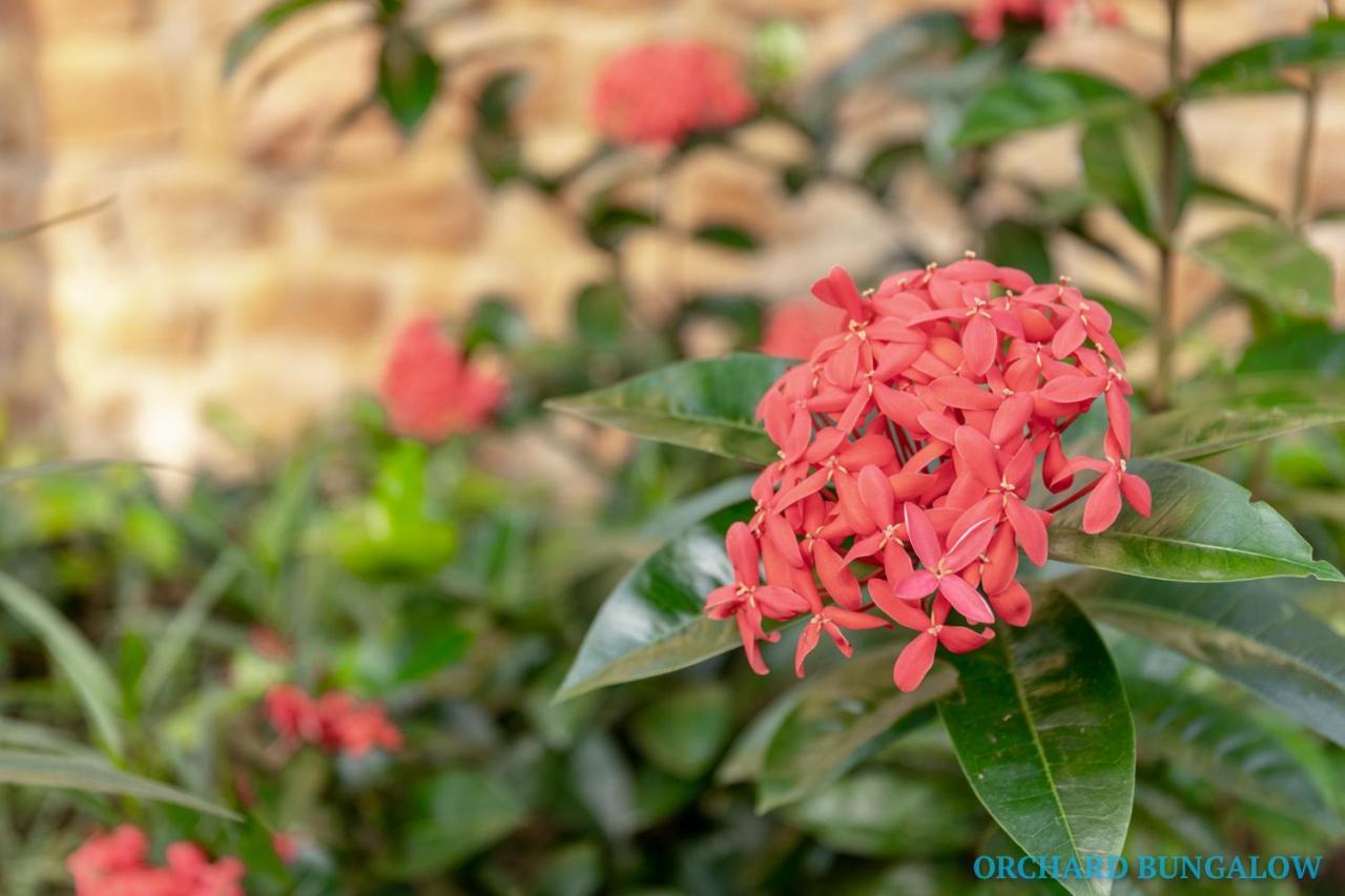 דואונג דונג Orchard Fruit Farm Bungalow מראה חיצוני תמונה